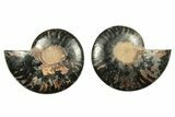 Cut & Polished Ammonite Fossil - Unusual Black Color #263308-1